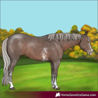 Horse Color:Silver Black Sabino