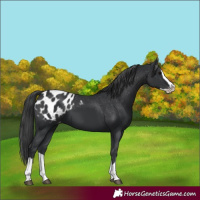 Horse Color:Black Splash Blanket 