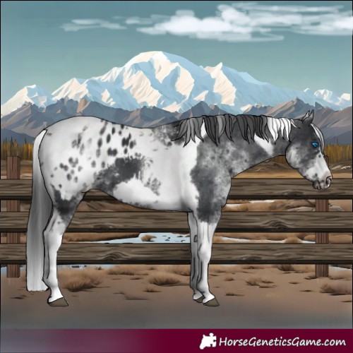 Horse Color:White Spotted Black Splash Tobiano Frame Appaloosa 