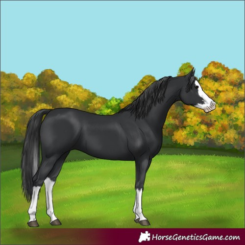 Horse Color:Black Splash 