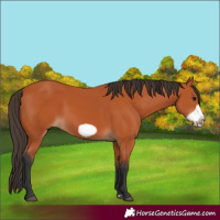 Horse Color:Bay Frame 