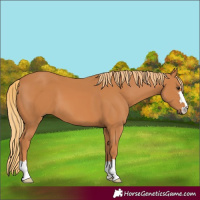 Horse Color:Chestnut 