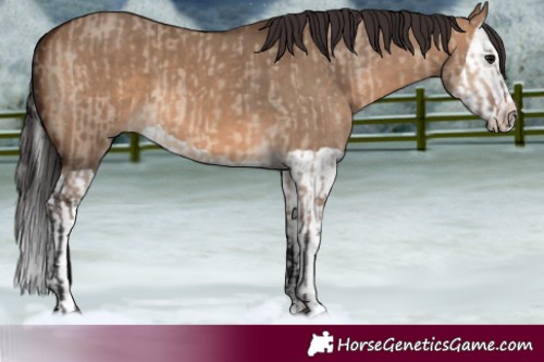Horse Color:Brown Dun  and Brown Dun Splash 