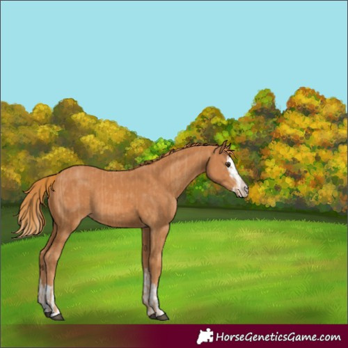 Horse Color:Chestnut  and Chestnut Splash 