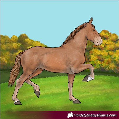 Horse Color:Chestnut Appaloosa 