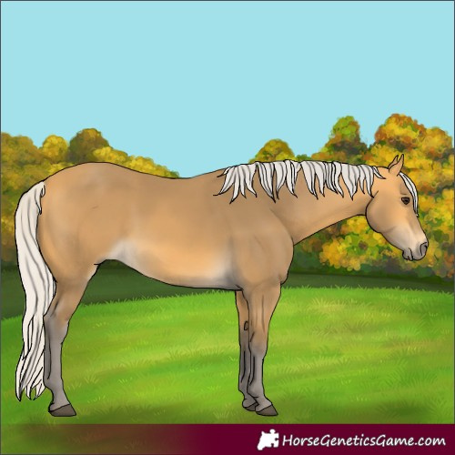 Horse Color:Silver Buckskin 