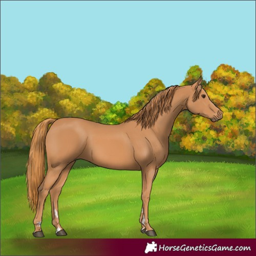 Horse Color:Chestnut 