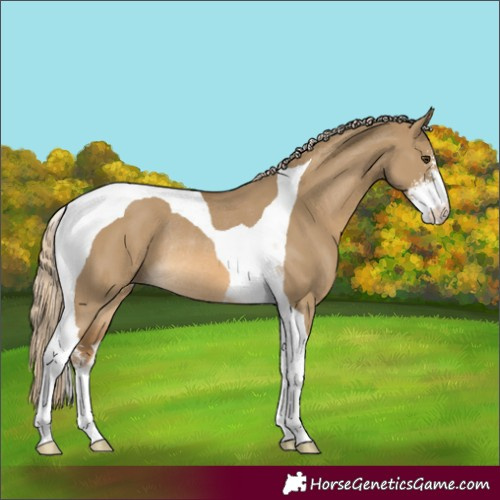 Horse Color:Chocolate Palomino Dun Sabino Tobiano Rabicano