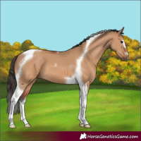 Horse Color:Bay Dun Tobiano