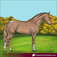Horse Color:Red Dun Tobiano Rabicano