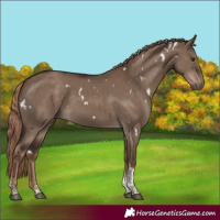 Horse Color:White Spotted Liver Red Dun Tobiano Rabicano 