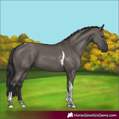 Horse Color:Grullo Tobiano