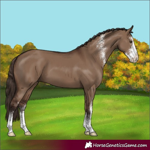 Horse Color:Liver Red Dun Sabino 