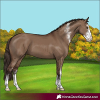 Horse Color:Liver Red Dun Sabino 