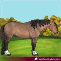Horse Color:Bay Dun  and Bay Dun 