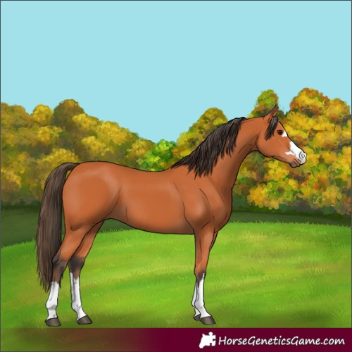 Horse Color:Bay 