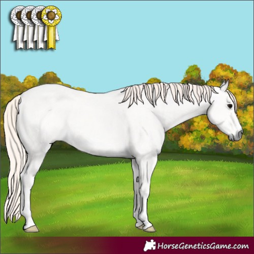 Horse Color:Silver Blue Roan 