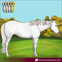 Horse Color:Silver Blue Roan
