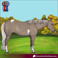 Horse Color:Silver Grullo Tobiano Rabicano 