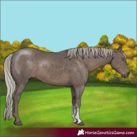 Horse Color:Silver Black Sabino 