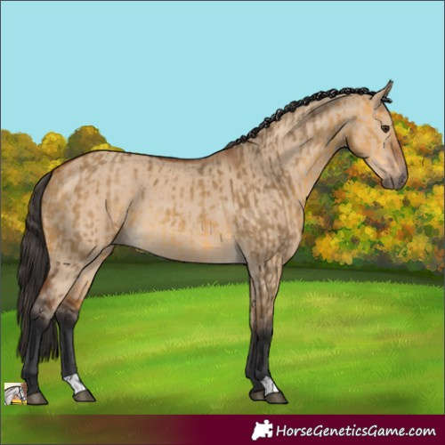 Horse Color:Buckskin Dun  and Bay Dun 