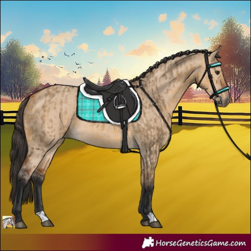 Horse Color:Buckskin Dun  and Bay Dun 