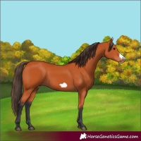 Horse Color:Bay Frame 