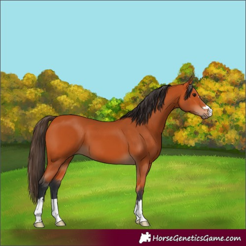 Horse Color:Bay 
