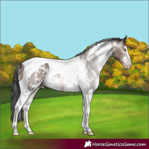 Horse Color:Gray Sable Champagne Sabino Tobiano