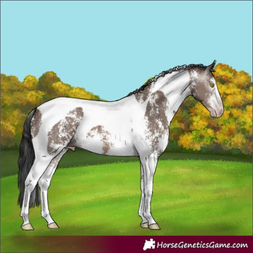 Horse Color:Gray Sable Champagne Sabino Tobiano 