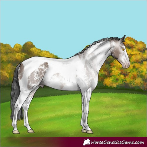 Horse Color:Gray Sable Champagne Sabino Tobiano 