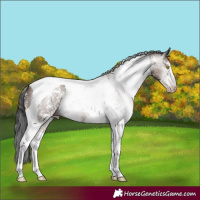 Horse Color:Gray Sable Champagne Sabino Tobiano