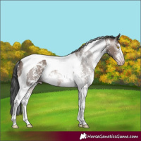 Horse Color:Gray Sable Champagne Sabino Tobiano 