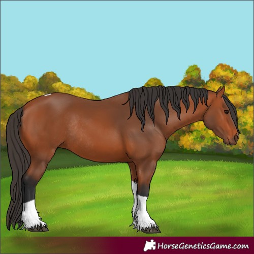 Horse Color:Bay Tobiano Rabicano 