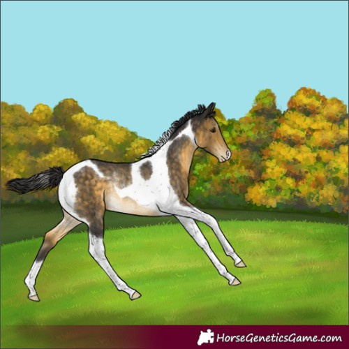 Horse Color:Buckskin Tobiano Appaloosa Rabicano 