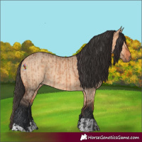 Horse Color:Bay Dun and Bay Dun