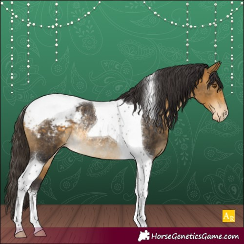 Horse Color:Buckskin Tobiano Appaloosa Rabicano 
