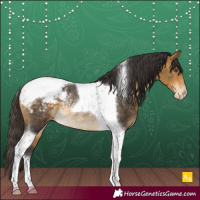 Horse Color:Buckskin Tobiano Appaloosa Rabicano 