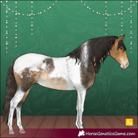 Horse Color:Buckskin Tobiano Appaloosa Rabicano