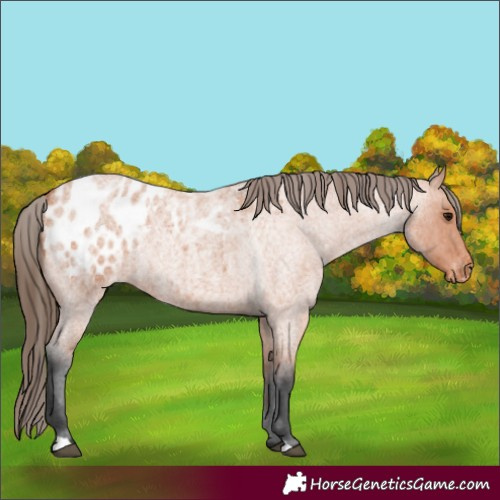 Horse Color:Bay Roan Appaloosa 