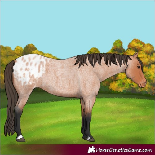 Horse Color:Bay Roan Appaloosa