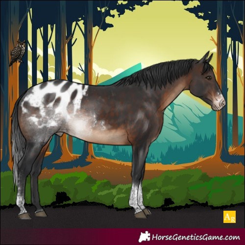 Horse Color:Brown Sabino Tobiano Appaloosa Rabicano 