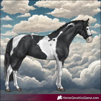 Horse Color:Black Splash Tobiano 