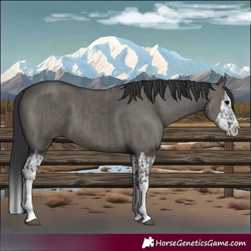 Horse Color:Grullo Sabino Splash  and Grullo Sabino Splash 