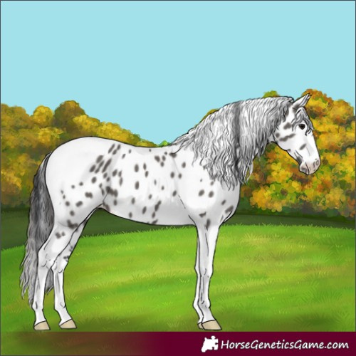 Horse Color:Grullo Tobiano Appaloosa 