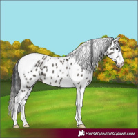 Horse Color:Grullo Tobiano Appaloosa 