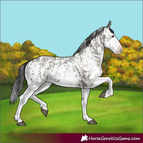 Horse Color:Grullo Sabino Splash  and Grullo Sabino Splash 
