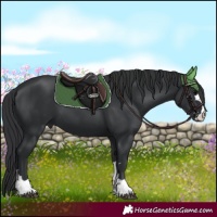 Horse Color:Black 