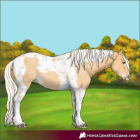 Horse Color:Silver Buckskin Dun Tobiano Rabicano