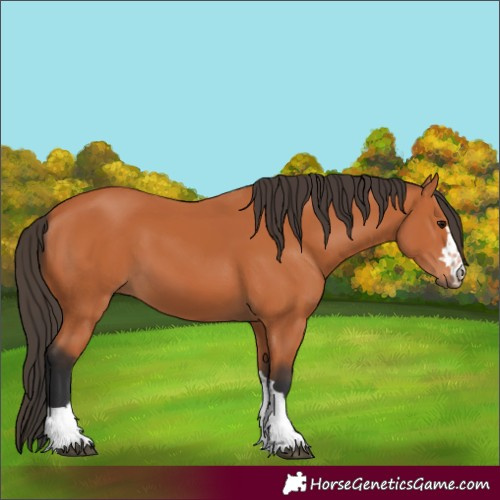 Horse Color:Bay 